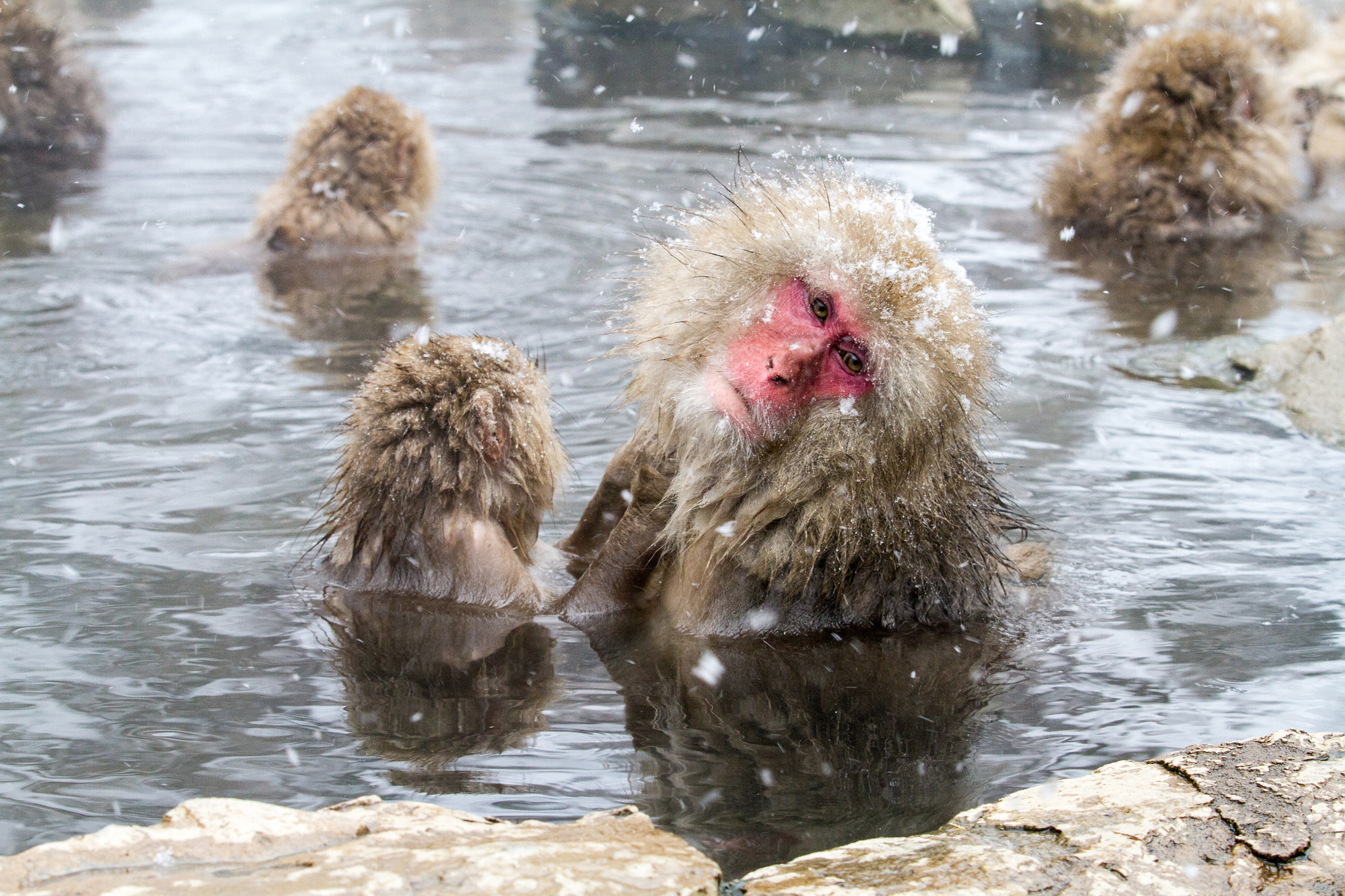 snowmonkey