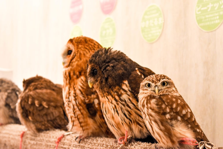 Review: A visit to the Akiba Fukurou Owl Cafe!