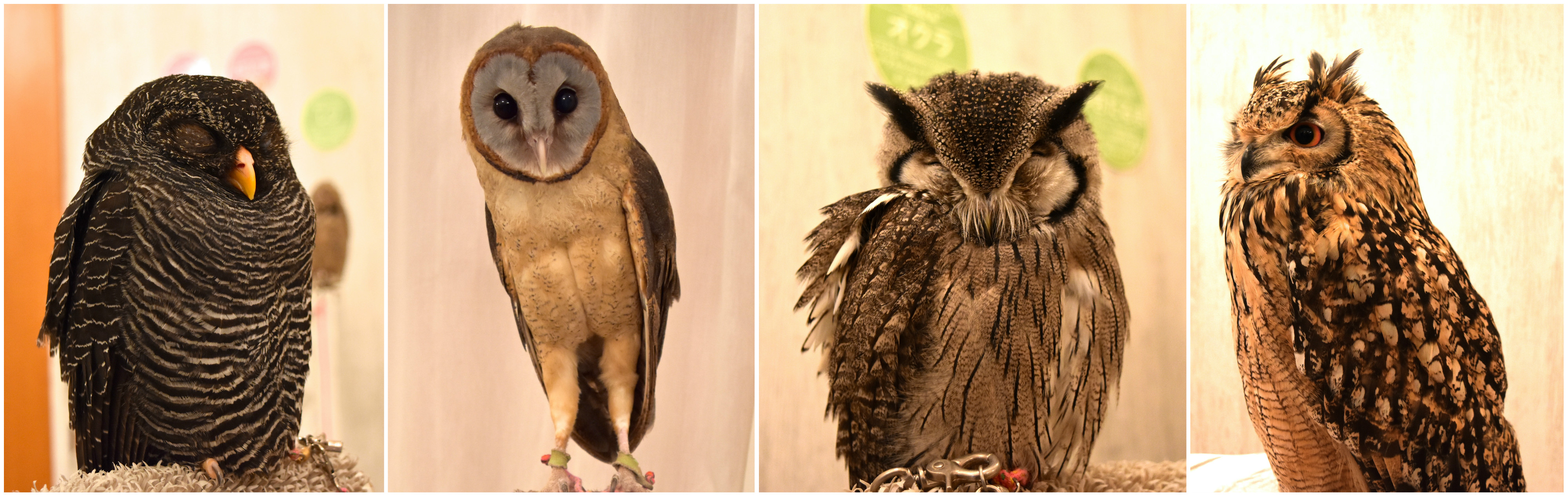 Akiba_Fukurou_Owl-Cafe_AdventuresWithLuda