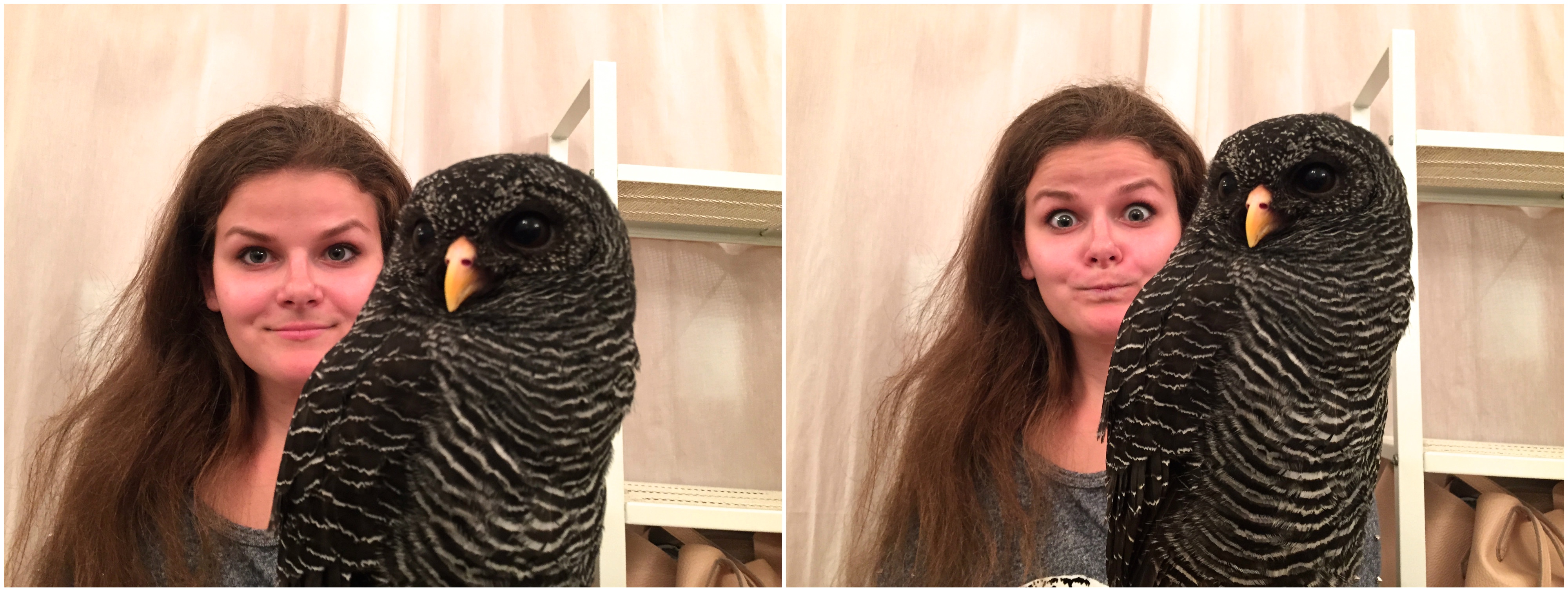 Akiba_Fukurou_Owlcafe_adventureswithluda2
