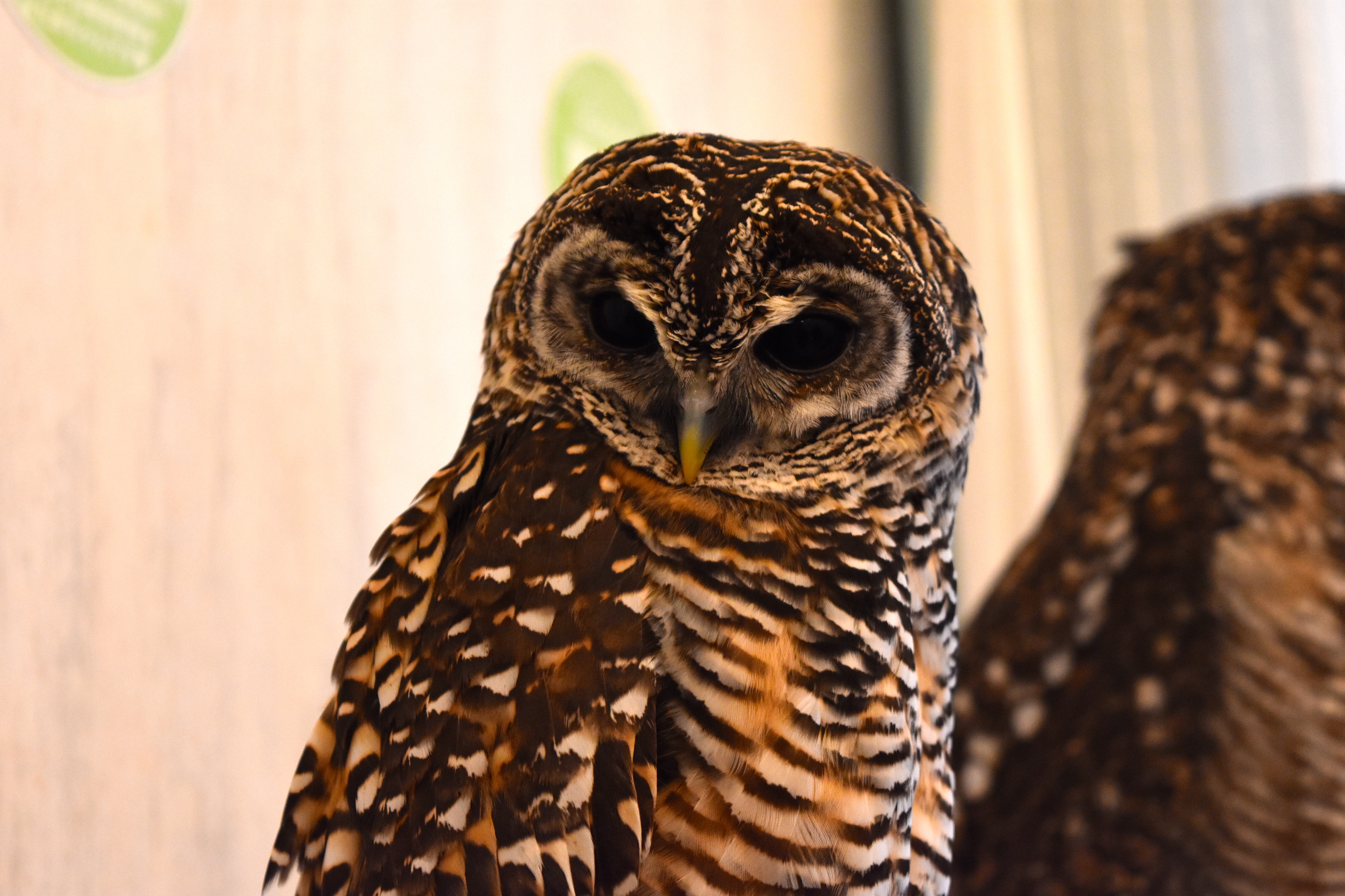 Akihabara_Owl_cafe_Tokyo_japan_adventureswithluda
