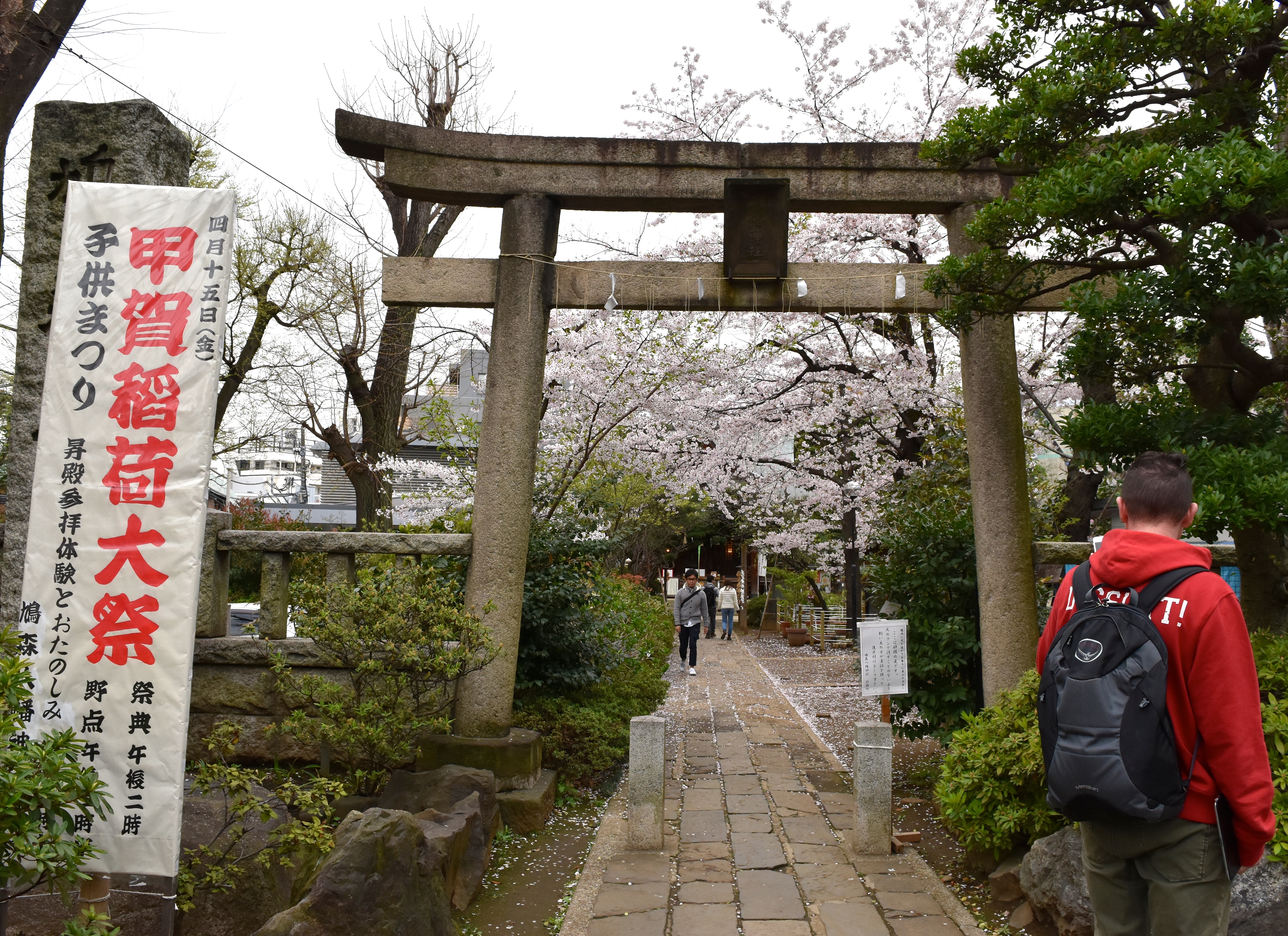 Japanese Shrine with cherry blossoms travel
