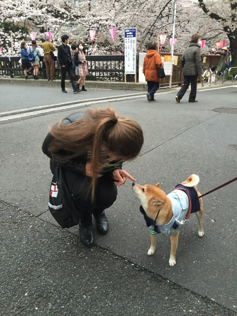 shiba_japan