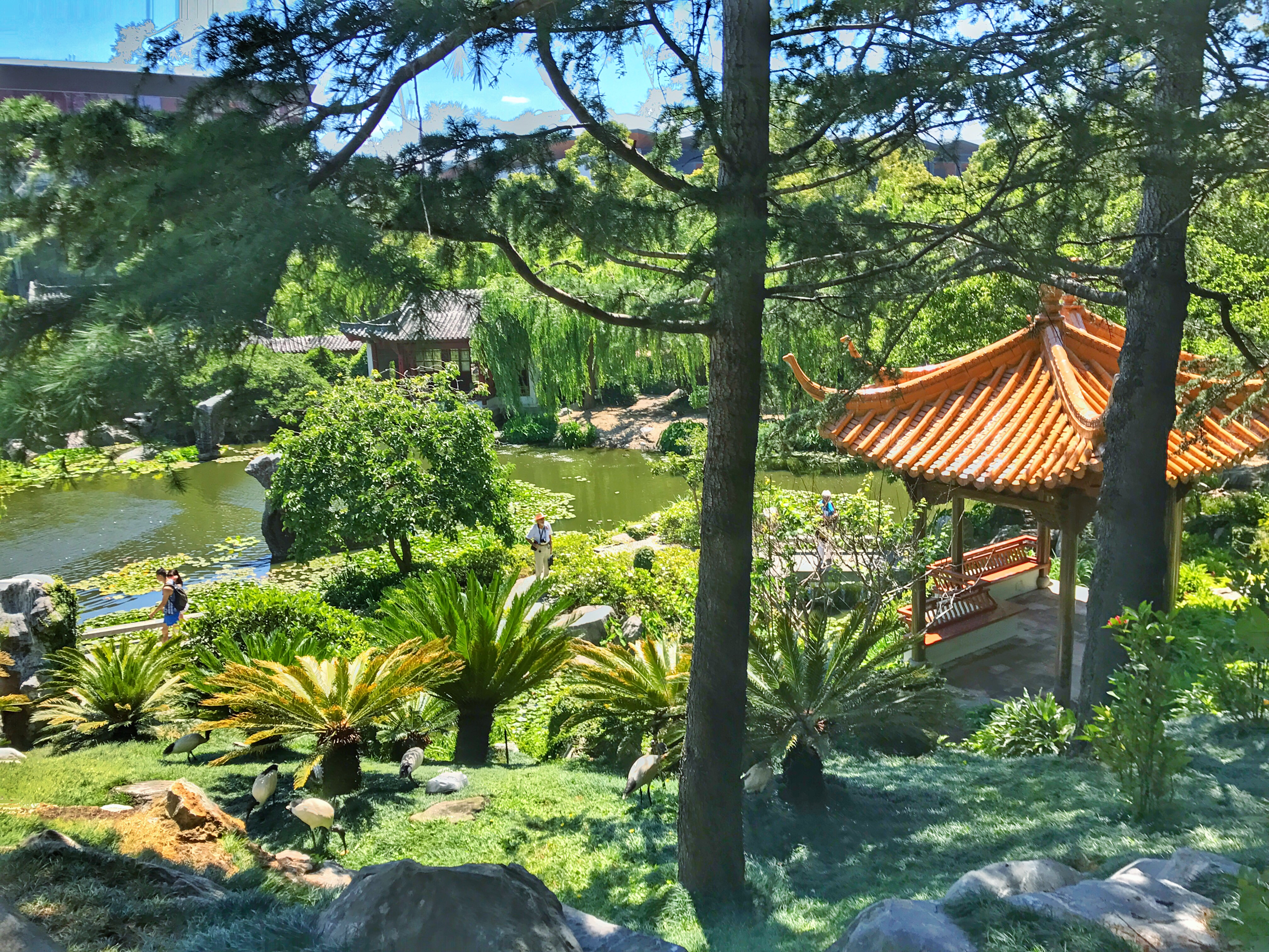Sydney layover chinese garden