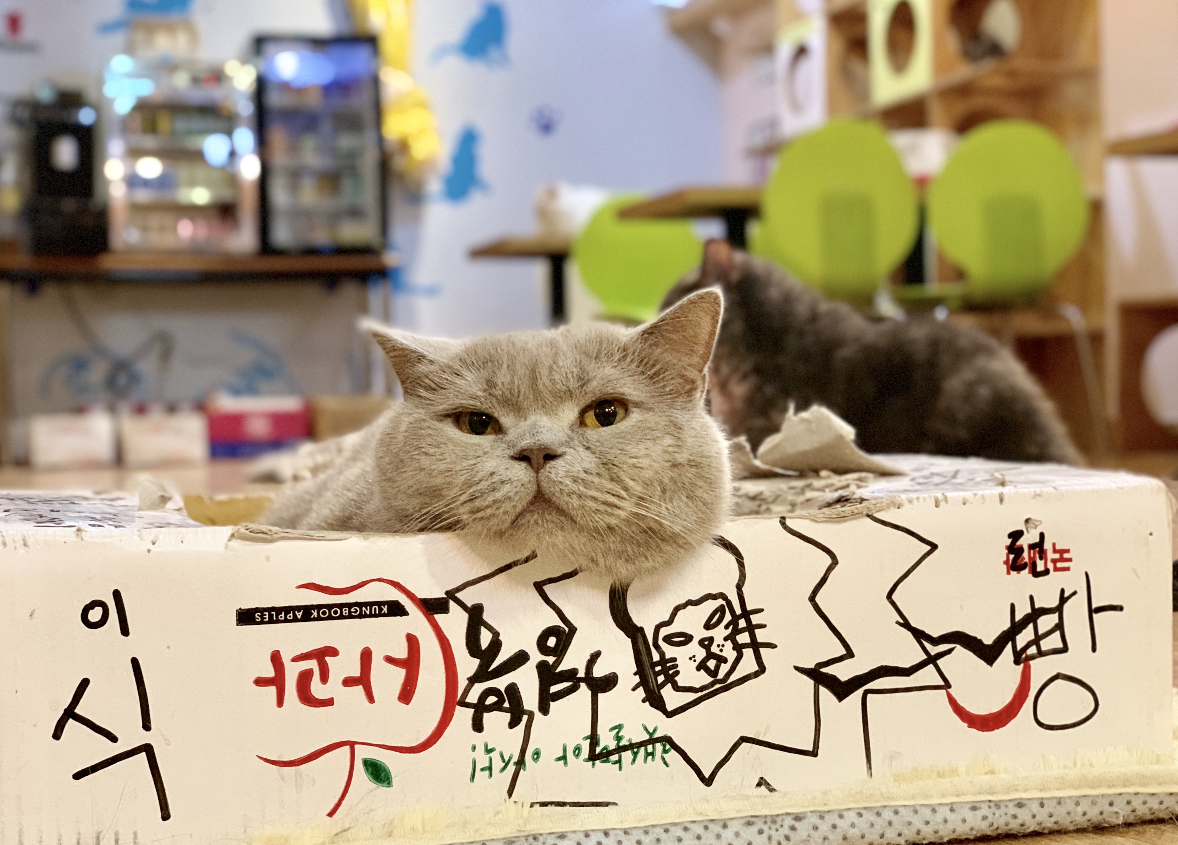 south korea cat cafe