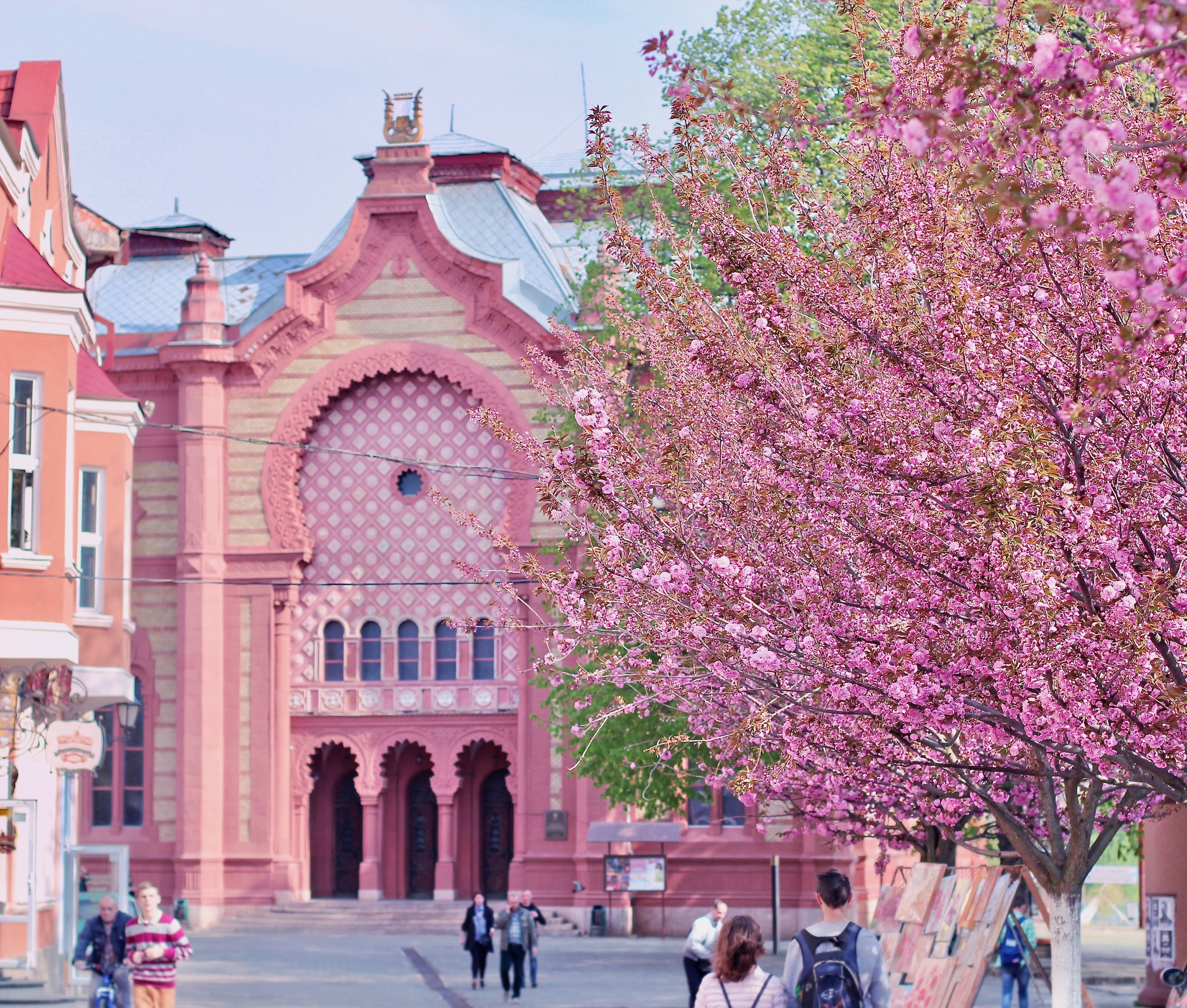 Sakura blossom in Uzhgorod Ukraine
