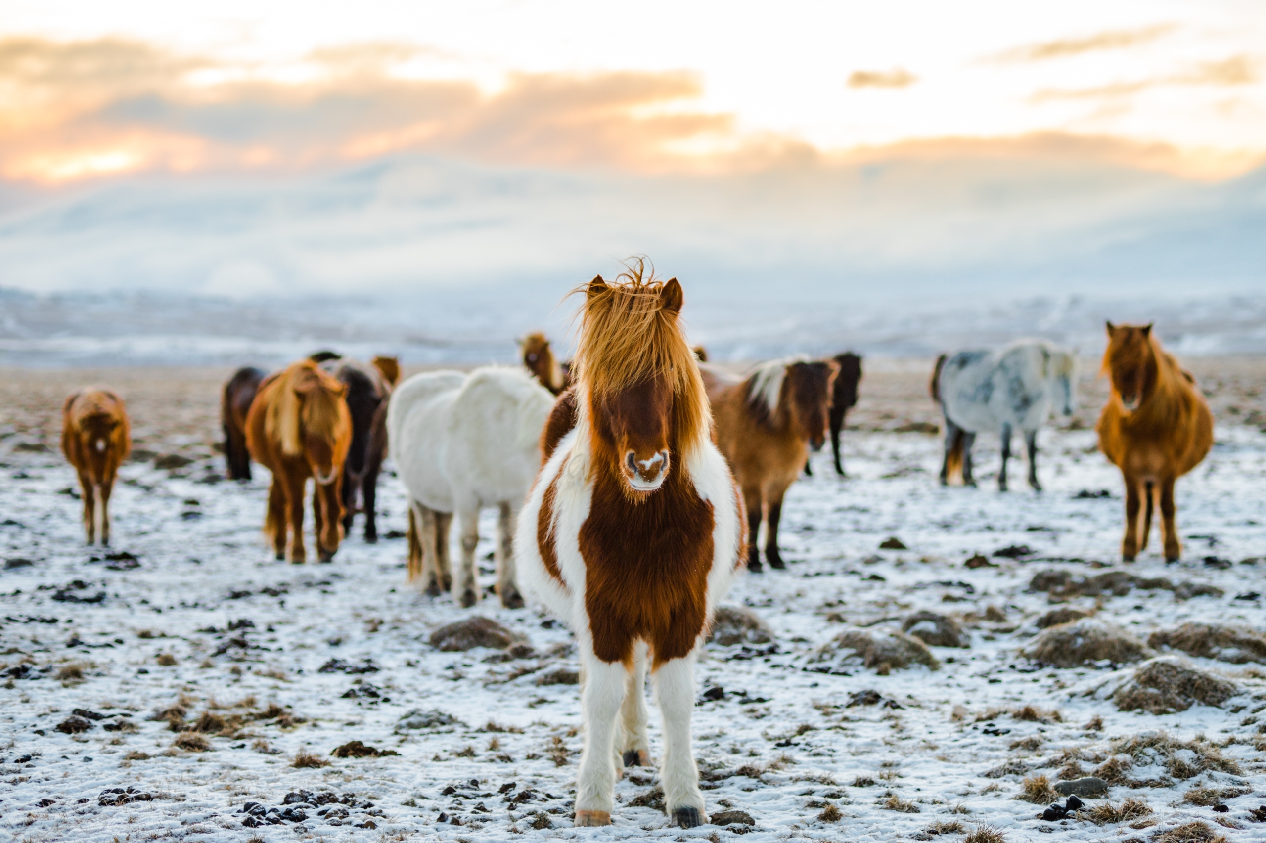 iceland-budget