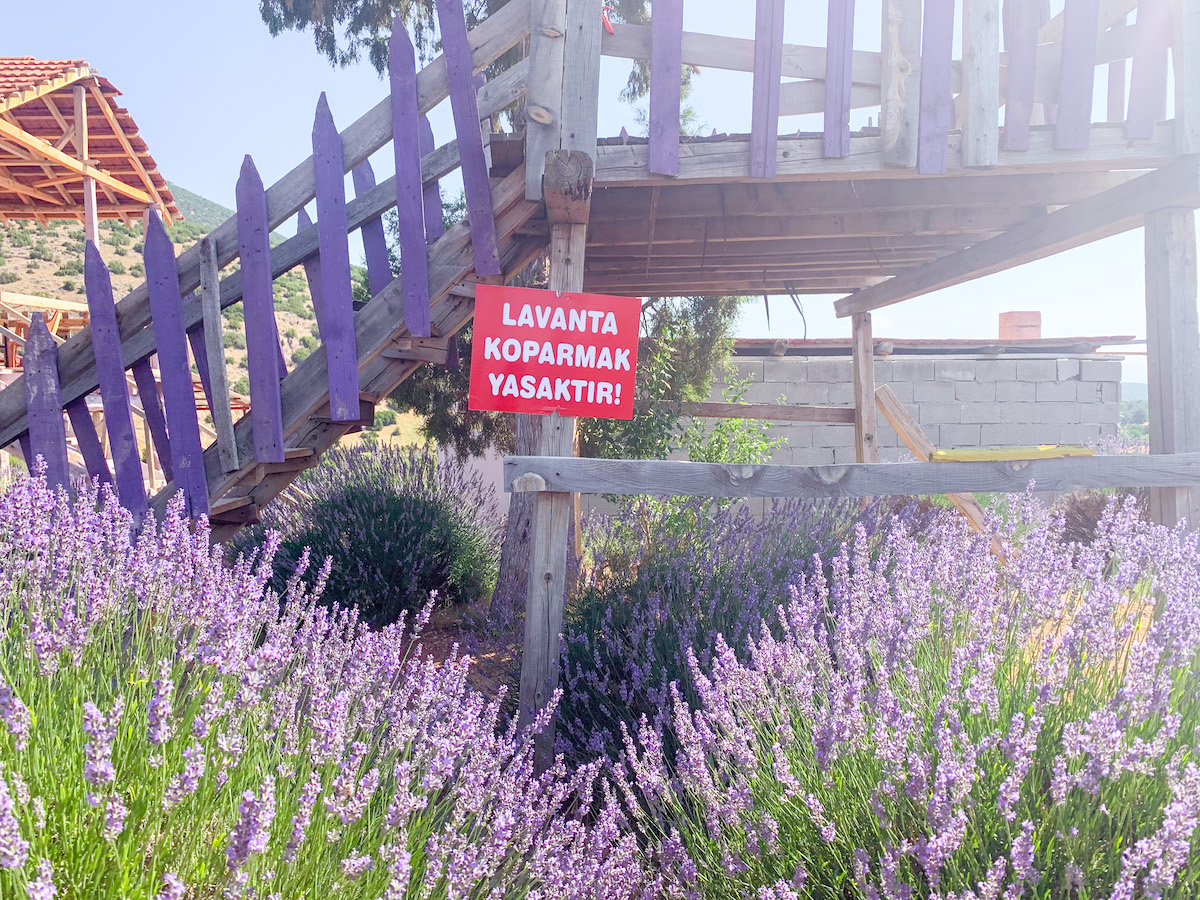Kuyucak LAVANTA KÖYÜ Turkey Lavender Fields 