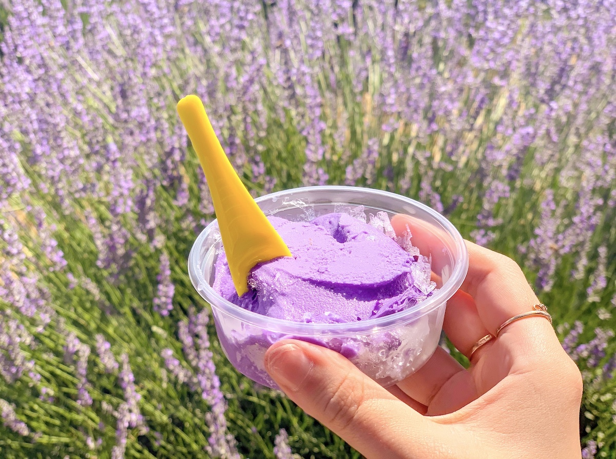 Kuyucak LAVANTA KÖYÜ Turkey Lavender Fields 
