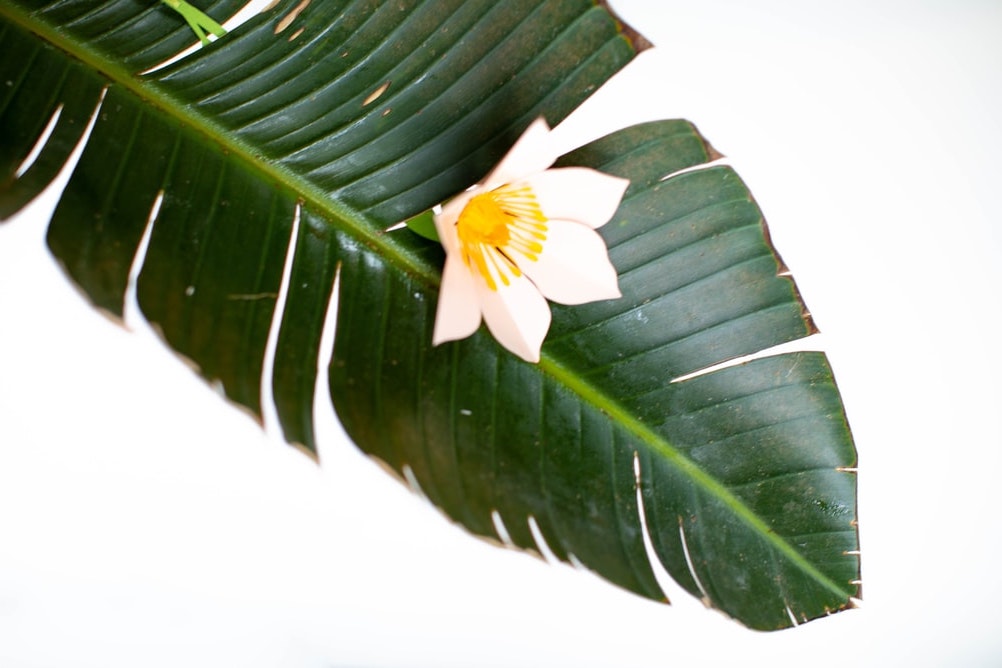 Fiji banana leaf massage