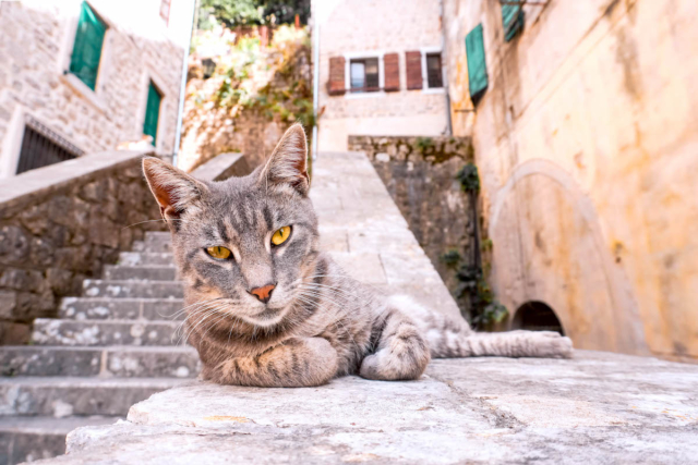 Kotor Montenegro Old Town Cat